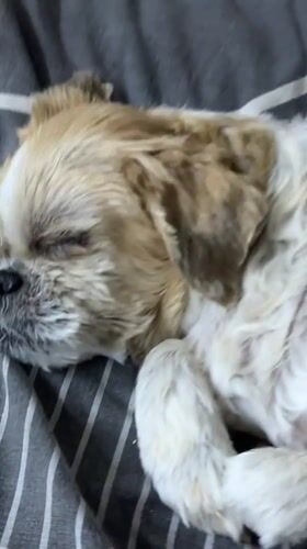 Shih tzu napping on a striped blanket in Aguadulce