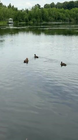 The video shows a wide shot of a calm lake. In the center of the lake, there are three ducks swimming. The ducks are moving from left to right in the frame. In the background, there is a dense line of trees on the far bank of the lake. A white gazebo with a roof is visible among the trees on the left side of the background. The sky above is cloudy.