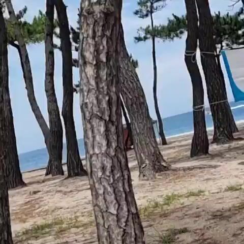 The video shows a sandy beach with pine trees. The ocean is visible in the background. There is a person wearing a white shirt and brown pants on the left side of the frame. There is also a red slide-like structure and a yellow signpost in the background. A boat is visible in the water. The video is shaky and the image quality is poor.