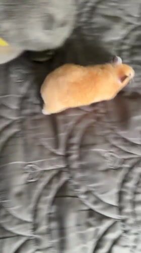 Scottish Fold cat and hamster hang out on a heart-quilted blanket