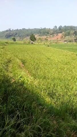 A vertical video captures a sunlit agricultural landscape. The foreground is dominated by lush green vegetation, likely rice paddies, with a narrow, uneven path winding through the field. The midground reveals more of the expansive green fields, bordered by a dry, brown area on the right. In the distance, a small, simple building or shed is visible amidst trees. The background consists of rolling hills covered in vegetation, under a bright, hazy sky. The lighting suggests it is daytime, likely mid-morning or afternoon, with the sun casting shadows. There are no people or animals visible in the frame, nor any apparent human activity beyond the cultivation of the fields. The overall impression is one of rural tranquility and agricultural productivity.