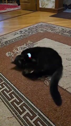 A black cat lies on a brown and tan rug, playing with a toy. The cat is on its side, holding the toy with its paws and batting it around. The rug has a geometric pattern around the edges. In the background, a wooden floor and a doorway are visible.