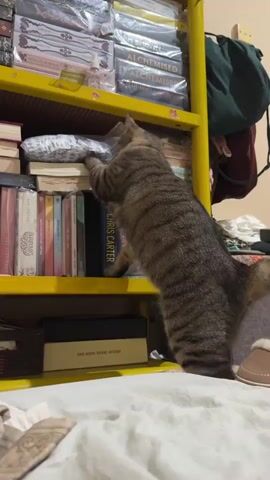 A tabby cat is standing on its hind legs, reaching up with its front paws to touch a shelf filled with books. The cat's body is positioned to the right of the shelf, with its tail extending out to the right. The shelf is yellow and appears to be metal. It is stocked with numerous books, some of which are wrapped in plastic. One book, in particular, has the name "CHRIS CARTER" printed on its spine. In the background, a green bag hangs from something out of frame, and a pile of clothes is visible on the right. The lower part of the scene shows a bed with a patterned comforter.