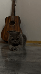 Grey cat plays indoors during afternoon in Perm, Russia