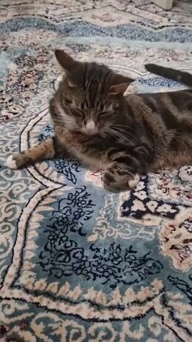 A tabby cat lies on its side on a blue and white patterned rug. Its eyes are closed and its head is resting on its paws. The cat appears to be sleeping.