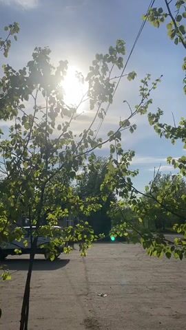 The sun shines through the branches of a tree. The sky is mostly blue, but some clouds are visible. A car is parked in the background. Overhead cables run through the scene. Insects can be seen flying around the tree. The ground is asphalt.