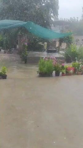 The video shows a yard during a rainstorm. Trees on the left and right are bending under the force of the wind, and rain is falling heavily. A green tarp is stretched over a structure in the center of the yard, and potted plants are arranged in front of it. The ground is wet and reflects the light.