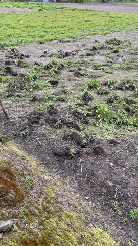 The camera pans across a grassy area littered with mounds of dark soil and scattered weeds, including yellow dandelions. In the background are a few houses. A wheelbarrow is also visible.