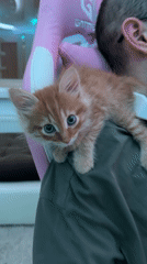 Man with kitten on shoulder in gaming chair, Khimki