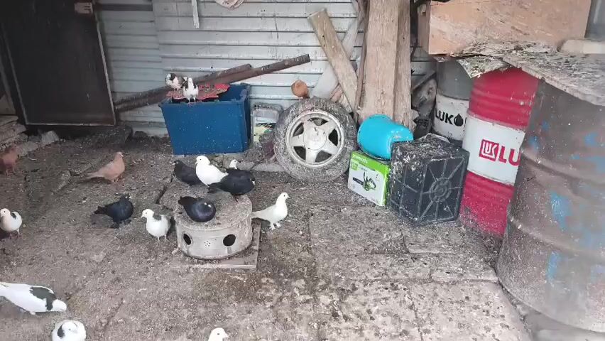 A flock of pigeons, mostly white and some black and brown, are gathered in an outdoor, somewhat cluttered enclosure with a concrete floor. The enclosure appears to be a shed or coop with corrugated metal walls. Several pigeons are perched on a circular metal feeder, while others are on the ground. In the background, there are various objects including red and blue barrels, a spare tire, wooden planks, a blue plastic bin, and a green electric tool. One white pigeon takes flight at the beginning of the clip. The overall environment suggests a functional, possibly rustic, pigeon coop.
