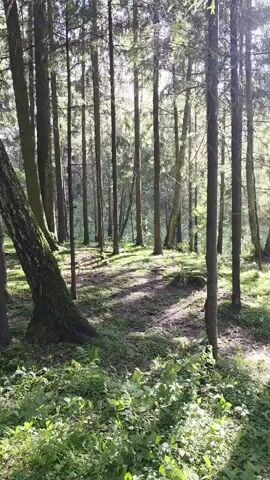 The video shows a forest with tall trees. Sunlight filters through the leaves, casting shadows on the ground. The forest floor is covered in green plants and moss. The camera pans slightly to the right, revealing more of the forest.