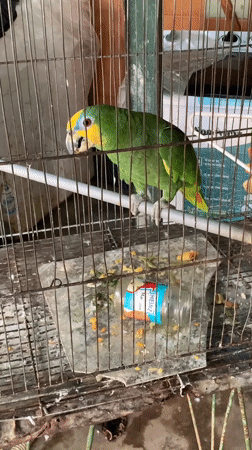 Witness captures domestic scenes in Santa Ana, Venezuela garden