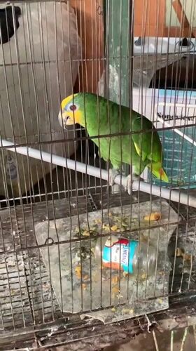 Witness captures domestic scenes in Santa Ana, Venezuela garden