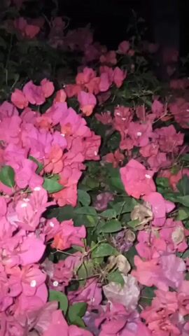 This is a close-up, low-light video of bougainvillea flowers in various shades of pink and red. The camera pans slightly, capturing the texture and density of the blooms and the green leaves. Some of the flowers appear slightly wilted or dried. The background is dark, suggesting it is nighttime or a very dimly lit area. No people or other objects are visible.