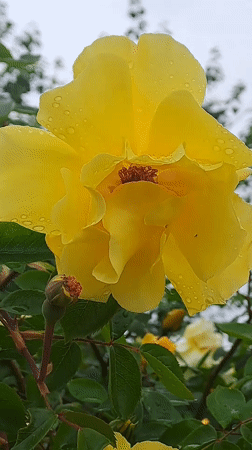 Rain-soaked spring flowers and streets documented in Svishtov, Bulgaria