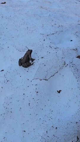 The video shows a brown frog sitting on a patch of melting snow. The frog is facing away from the camera, and the melting snow has scattered leaves and debris on it. The background is out of focus, but it appears to be a park or wooded area.
