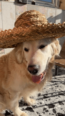 Golden Retriever Spotted Around Tbilisi Wearing Straw Hat