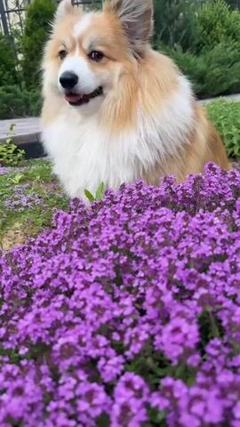 A fluffy corgi with tan and white fur sits in a garden surrounded by blooming purple flowers. The dog turns its head to the side, then its body to face away from the camera, and walks off-screen. The environment is a garden with lush green bushes and plants in the background.