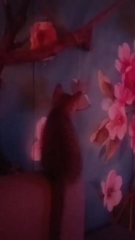 A blurry, dimly lit video captures a cat from behind, sitting on an unseen surface. The cat is dark brown or black with faint stripes visible. It faces a wall decorated with a painting or mural. The mural depicts pink flowers and some branches against a blue background. A small, light-colored, folded paper decoration, possibly an origami butterfly, hangs from a string near the cat's head. The cat's tail extends downwards. The overall impression is of a quiet, intimate setting, likely indoors.