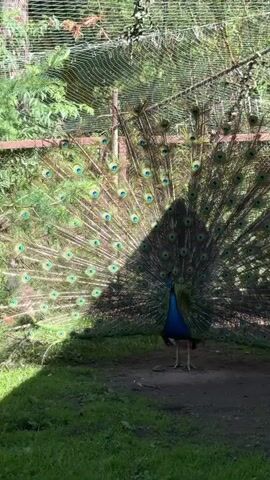 A peacock with its tail feathers fanned out stands in an enclosure. The peacock's feathers are a mix of dark green and blue with iridescent eyespots. It is facing the viewer, and its body is mostly obscured by its display. The background consists of lush green foliage and a wire fence. Sunlight casts a shadow on the ground in front of the peacock. Another peacock, this one with duller brown plumage, walks in the background to the right of the main peacock.