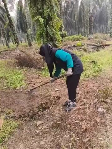 A person wearing a black headscarf and a teal and black outfit is using a long-handled tool, possibly a hoe, to dig in the dirt. The person is bent over, focused on the task. The environment appears to be a plantation or forest with numerous tall trees, likely palm trees, in the background. The ground is covered in dirt, dry leaves, and some sparse green vegetation. The lighting suggests it is daytime, possibly overcast or early morning/late afternoon.