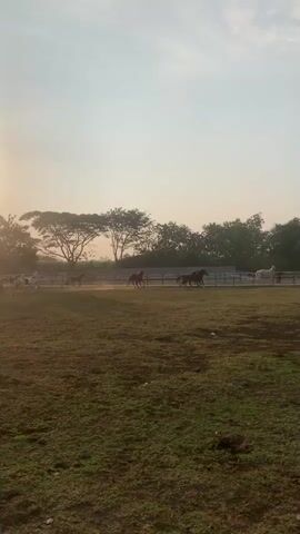 This video captures a wide shot of a horse farm, with a large, open grassy field in the foreground. Several horses are seen in the middle ground, running from left to right across the frame. The horses vary in color, including white, brown, and speckled. A fence or barrier runs horizontally across the middle of the frame, separating the grassy field from a dirt track or riding arena where the horses are running. In the background, a line of trees is visible against a clear, light blue sky with some scattered clouds. The overall lighting suggests either early morning or late afternoon, with a soft, warm glow.