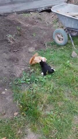An orange and white striped cat is wrestling with a black and white bird on the ground. The bird appears to be limp. The scene is outdoors in a grassy area with some dirt. There is a wheelbarrow in the background. The interaction appears to be a cat hunting a bird.