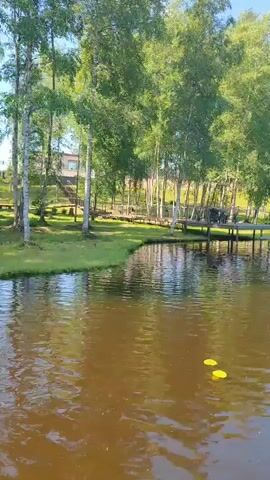 A serene lake scene unfolds under a clear blue sky. The foreground is dominated by the calm, dark water of the lake, reflecting the surrounding trees and sky. Two yellow lily pads float on the surface. In the mid-ground, a wooden dock extends into the water, with a small, dark object, possibly a boat or raft, tied to it. Further out on the lake, a person is visible on what appears to be a small boat or paddleboard, enjoying the water. The background is a lush, green forest composed of tall, slender birch and pine trees, with a hint of a building peeking through the trees on the left. The overall impression is one of peace and natural beauty.