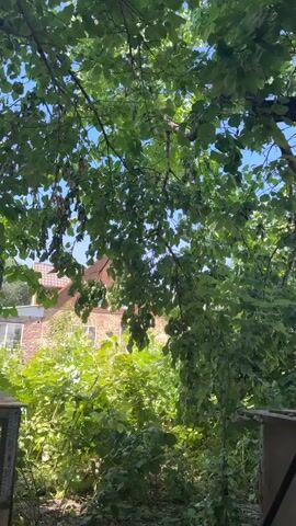 The video shows a view through lush green leaves of trees. In the background, a brick building with windows is visible, partially obscured by vegetation. The sunlight filters through the leaves, creating dappled light. The lower portion of the frame shows the tops of what appear to be wooden structures, possibly beehives, on either side.