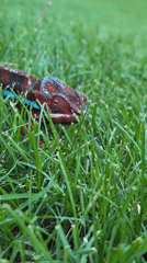 Colorful chameleon up close in a Louisville backyard