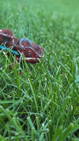 Colorful chameleon up close in a Louisville backyard