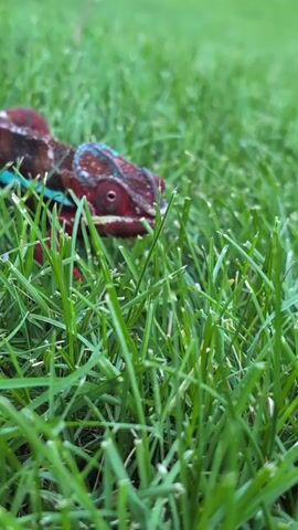 A chameleon walks through green grass. The chameleon has red, brown, and blue colors. Its eyes are visible and it is looking forward. The grass is tall and green, obscuring parts of the chameleon. The camera is focused on the chameleon and the grass. The video is short, showing the chameleon moving slowly.