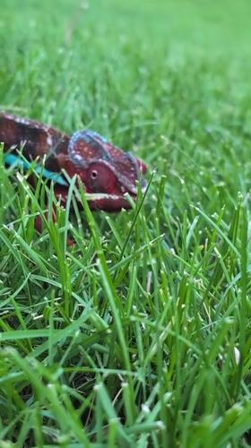 Colorful chameleon up close in a Louisville backyard
