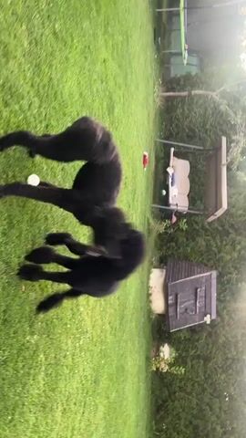 Two black poodle dogs are playing on a grassy lawn. One dog has a white ball in its mouth. In the background, there is a swing set, a small wooden shed, and some bushes. The video is shot in a vertical orientation.