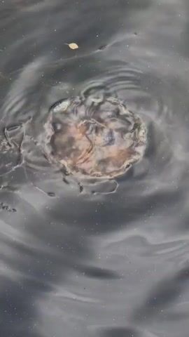 A top-down, slightly angled close-up shot shows a jellyfish floating in dark, slightly murky water. The jellyfish is translucent with an orange-brown central mass and a frilled bell. Ripples distort the water's surface around the jellyfish, creating a swirling pattern. A small brown leaf floats on the surface to the upper right of the jellyfish. The water is generally dark with some lighter, streaky patterns, possibly indicating currents or oil.