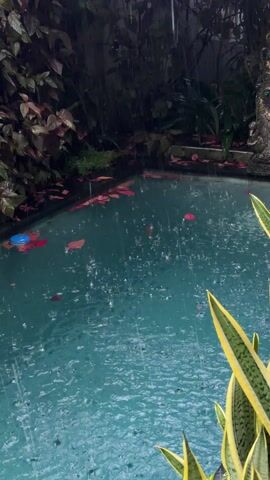 The video shows a small, turquoise-colored pool in a garden setting during a rainstorm. Raindrops create ripples on the surface of the water, where several red leaves are floating. The pool is surrounded by lush, green vegetation and a weathered stone statue stands at one corner.  Yellow-edged snake plants are visible in the foreground, obscuring some of the pool's edge.  A blue object floats near the center of the pool. The light is dim, creating a somber mood.