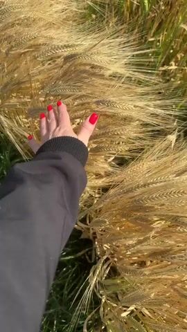 A first-person perspective video shows a hand with bright red nail polish gently brushing through a field of dry, golden wheat or barley. The hand is wearing a black sweatshirt. The sunlight casts shadows and highlights on the stalks, indicating it's daytime. The background is a blur of green and gold, suggesting more of the field and possibly some foliage. The overall tone is peaceful and sensory, focusing on the tactile experience of the grain.