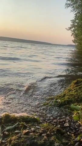 This is a video of a natural scene at a body of water, likely a lake or river, in Smolino, Russia. The camera is positioned low to the ground, close to the shore, looking out over the water.

**Subjects:** The primary subjects are the water and the shoreline. The water is calm with gentle ripples, reflecting the sky. The shoreline is composed of pebbles, rocks, and a significant amount of green vegetation, possibly moss or algae, which is accumulated in piles. Trees with lush green foliage line the right edge of the frame, creating a sense of depth and natural boundary. There are no people or man-made objects visible in the scene.

**Activity:** The gentle movement of the water, with small waves lapping at the shore, is the main activity. The overall impression is one of natural tranquility and the slow passage of time.

**Notable Details:**
*   **Time of Day:** The soft, warm light and the pastel colors in the sky suggest that it is either sunrise or sunset. The sky is a pale orange-yellow gradient, fading to a lighter hue at the top.
*   **Weather:** The calm water and clear sky imply pleasant, possibly warm weather.
*   **Location Cues:** The presence of trees and the type of vegetation on the shore, along with the expansive water body, are consistent with a lakeside or riverside setting in a natural environment.
*   **Emotions:** The scene evokes feelings of peace, serenity, and natural beauty. The soft light and the gentle sounds of the water (implied, as it's a video) contribute to a relaxing atmosphere.

**Visible Text:** There is no visible text in the video.