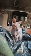 Sphynx cat lounging at home in Zavodoukovsk, Russia