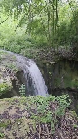 The video captures a serene natural landscape in Bela, Bulgaria, showcasing a cascading waterfall and a flowing river within a lush forest.

The primary subject is a small waterfall, where water tumbles down a rocky bank into a wider, calmer river below. The water appears clear and swiftly moving at the waterfall, becoming more tranquil in the river. The river flows through a narrow gorge-like section, with steep, moss-covered banks on either side.

The surrounding environment is densely forested with numerous trees and abundant green foliage. Various plants, including moss, ivy, and other undergrowth, cover the rocks, soil, and tree trunks, indicating a damp and vibrant ecosystem. The ground in the foreground consists of soil, fallen leaves, and small branches, with some green plants sprouting.

The camera initially focuses on the waterfall, then slowly pans to the right, revealing more of the river as it winds through the forest. The light suggests it is daytime, possibly a slightly overcast or deeply shaded area, as there are no harsh shadows and the greenery is vibrantly lit. The overall impression is one of peaceful natural beauty and solitude. There is no visible text in the video.