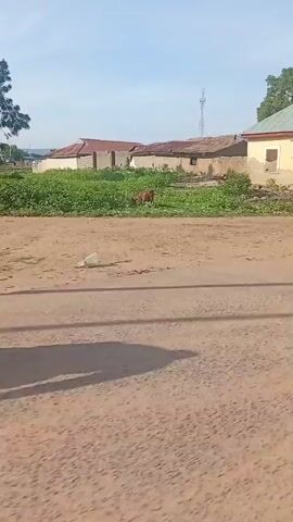The video displays a brief, panning view of a dusty, unpaved road in a rural or semi-rural setting. The time of day appears to be daytime with a clear sky. On the left side of the road, there is a large tree, a patch of green vegetation, and a few simple buildings, some with corrugated metal roofs. A brown goat is visible walking through the vegetation. Further along the road, there are more buildings, including one that resembles a small shop or office with a metal roof and red doors. A lamppost stands near this building. The road is mostly bare dirt, with some scattered debris. In the latter part of the video, a person on a motorcycle passes by, and further down the road, two young people are seen with bicycles. Another building, possibly residential, is visible in the background. The overall impression is one of a typical day in a developing area.