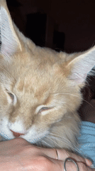 Orange Maine Coon cat petted in Chaikovsky, Russia