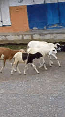 Rainy day street life in Serti, Nigeria — people, animals, and puddles