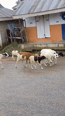 Rainy day street life in Serti, Nigeria — people, animals, and puddles
