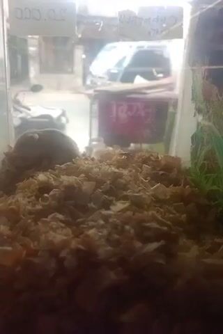 A small rodent, possibly a hamster, is visible sleeping in a bed of wood shavings within a glass enclosure. In the background, through the glass, a street scene can be observed. There are buildings, a motorcycle, and people walking. Signs are also visible in the background, with some text that is not entirely legible due to the image quality and focus. One sign appears to have the word "Excel" on it. The overall lighting suggests an indoor environment looking out onto a bright outdoor scene. The video is shaky, indicating it was likely filmed by hand.