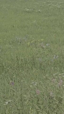 The video shows a panning shot across a field of tall green grass with scattered wildflowers. The flowers are primarily white, purple, and yellow. The field appears to be a meadow or prairie. In the distance, a hazy landscape suggests rolling hills or mountains. There are no people or animals visible in the video. The lighting is soft and diffused, indicating an overcast day or early morning/late evening.