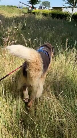A large dog with black, brown, and white fur is walking on a leash through tall green grass. The dog is facing away from the camera and appears to be a German Shepherd or a similar breed. It is wearing a blue harness. The leash is red and white and held by an unseen person.

The scene is outdoors on a sunny day, indicated by the bright lighting and shadows. The setting appears to be a rural or semi-rural area, with a line of neatly trimmed green bushes or hedges in the background, and what looks like a building or fence beyond that. There are also some trees visible. The time of day is likely late morning or early afternoon, given the angle of the sun. The overall mood seems peaceful, with the dog enjoying a walk in nature. There is no visible text in the media.