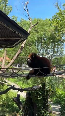 The video shows a red panda sitting on a rope bridge in an outdoor enclosure. The red panda is facing forward with its mouth open, appearing to pant. The enclosure is lush with green trees and foliage, and the sky is clear blue with some clouds. Sunlight filters through the leaves, creating dappled patterns on the ground. The red panda's fur is reddish-brown and white, and it has distinctive markings around its eyes. It is perched on the wooden planks of the bridge, with ropes supporting it. In the background, there are more trees and some hints of man-made structures, possibly part of the zoo or park. The overall impression is of a relaxed animal in its naturalistic habitat.