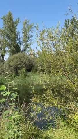 This video shows a natural outdoor scene with a body of water, lush vegetation, and trees under a clear blue sky. In the foreground, there are various plants and grasses, with some green foliage on the right side of the frame. The middle ground features a calm body of water reflecting the surrounding greenery and sky. The background is filled with dense bushes, tall trees, and a partially visible stone structure that appears to be a tower or part of a building. The overall impression is a peaceful, sunlit, and verdant landscape. There are no people or animals visible in the video. The camera appears to be stationary, capturing a still image of the environment. The lighting suggests it is daytime, likely a sunny afternoon, given the bright light and clear sky.