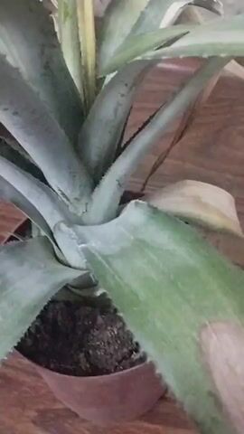 This video shows a close-up of a small pineapple plant with a developing fruit. The plant has several long, spiky green leaves. Some of the leaves are beginning to yellow and dry at the tips, indicating potential stress or aging. A small, immature pineapple fruit is visible at the top of the plant. The plant is in a brown pot, and the background appears to be a wooden surface. The camera pans slowly around the plant, offering different angles of its growth and current condition.